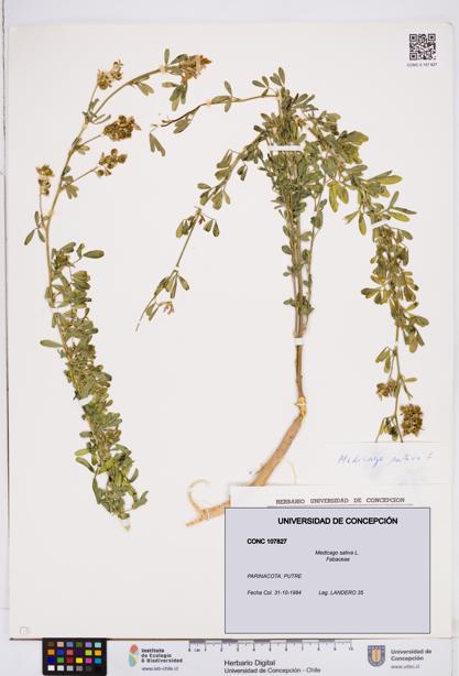 Medicago sativa [Espécimen: ]