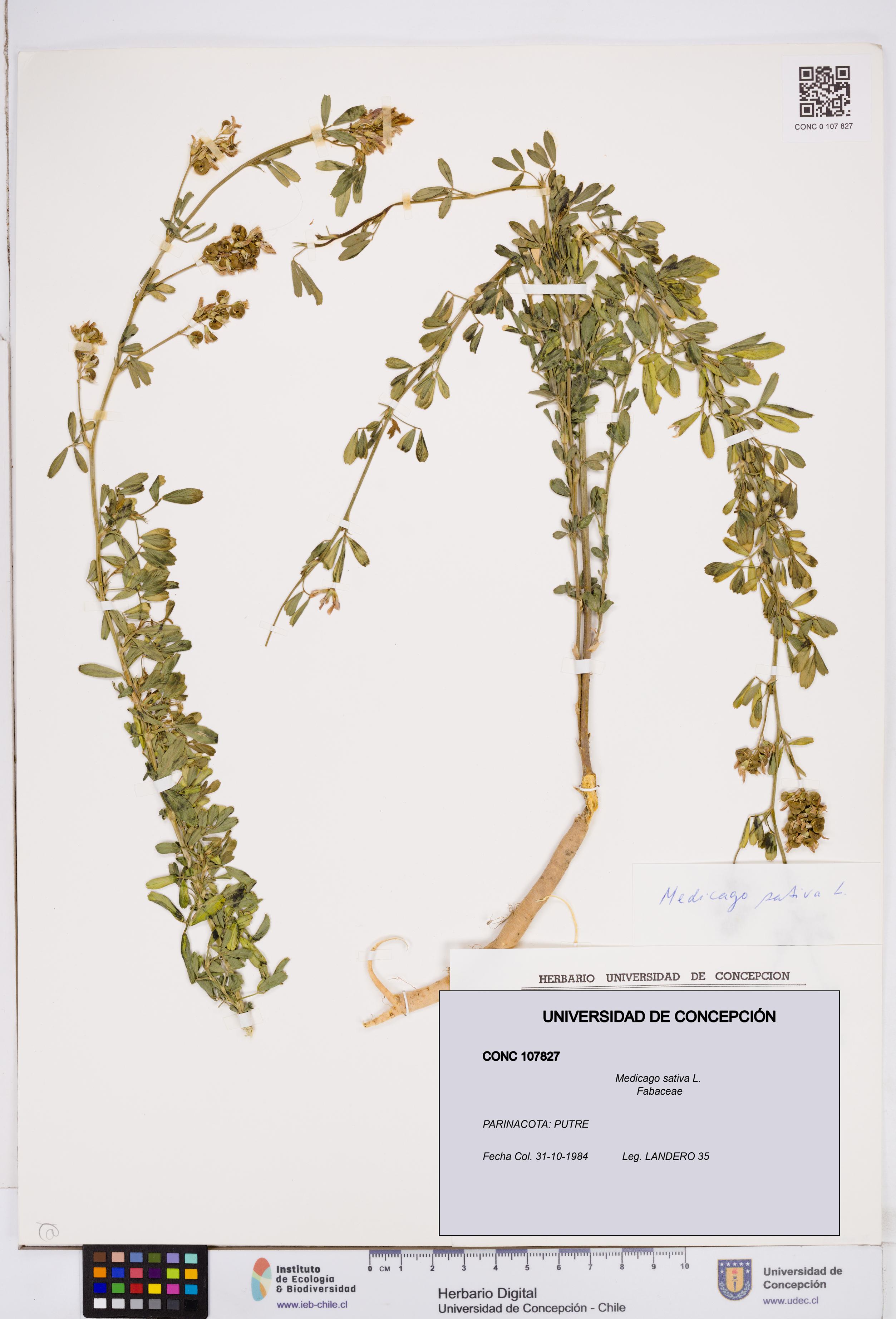 Medicago sativa [Espécimen: ]