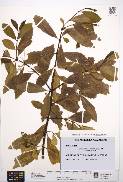 Laurelia sempervirens [Espécimen: UDEC:CONC:0107841]