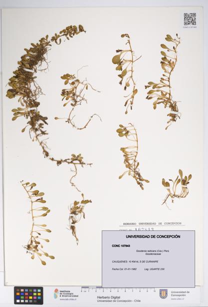 Goodenia radicans [Espécimen: UDEC:CONC:0107843]