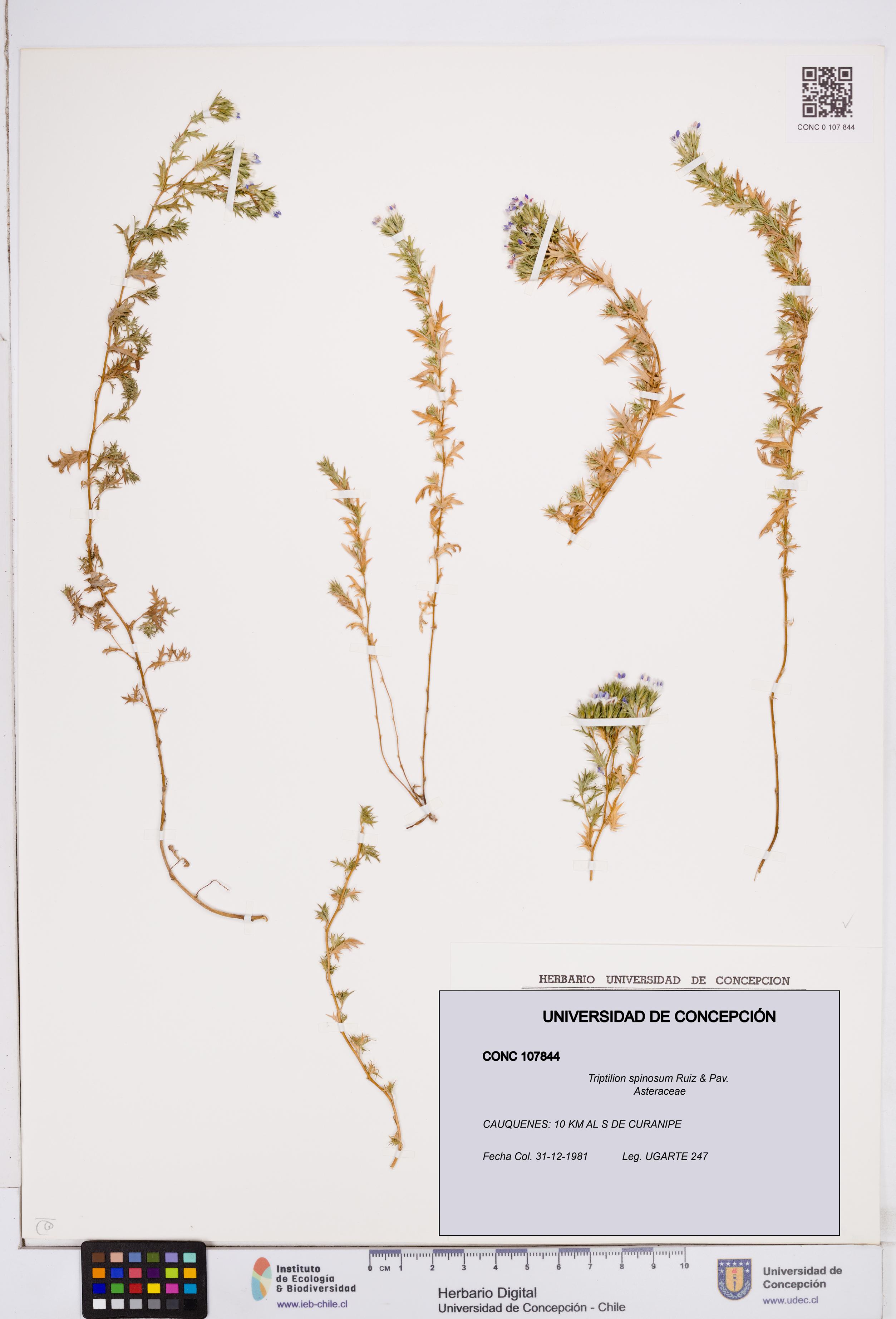 Triptilion spinosum [Espécimen: ]