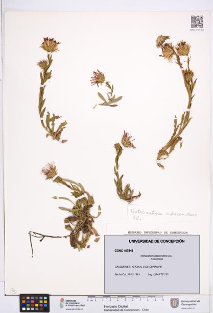 Noticastrum adscendens [Espécimen: ]
