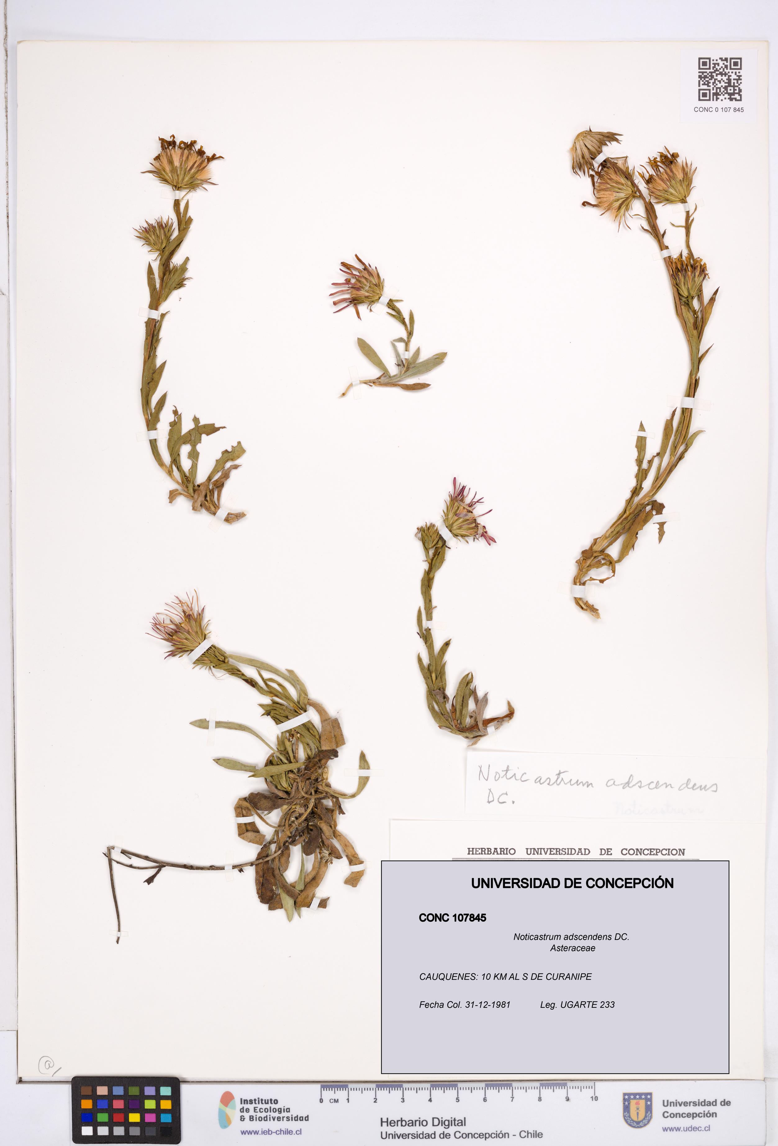 Noticastrum adscendens [Espécimen: ]