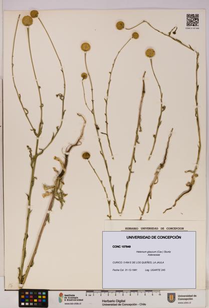 Helenium glaucum [Espécimen: UDEC:CONC:0107849]