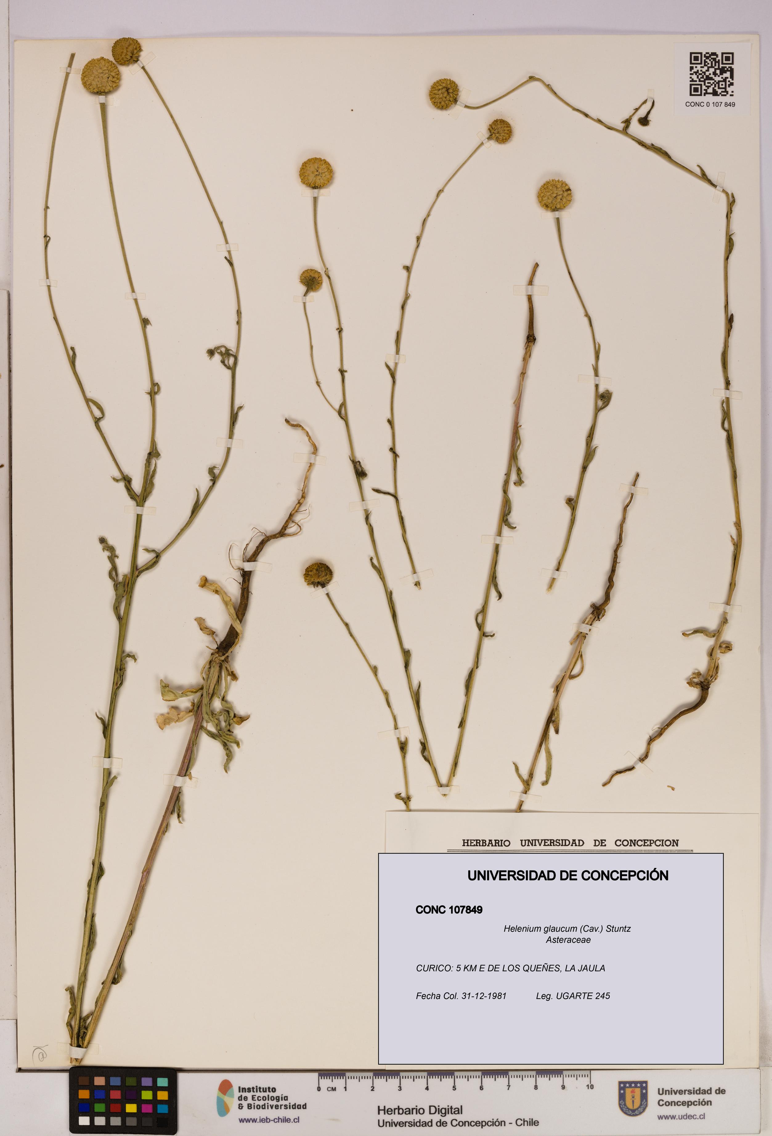 Helenium glaucum [Espécimen: UDEC:CONC:0107849]