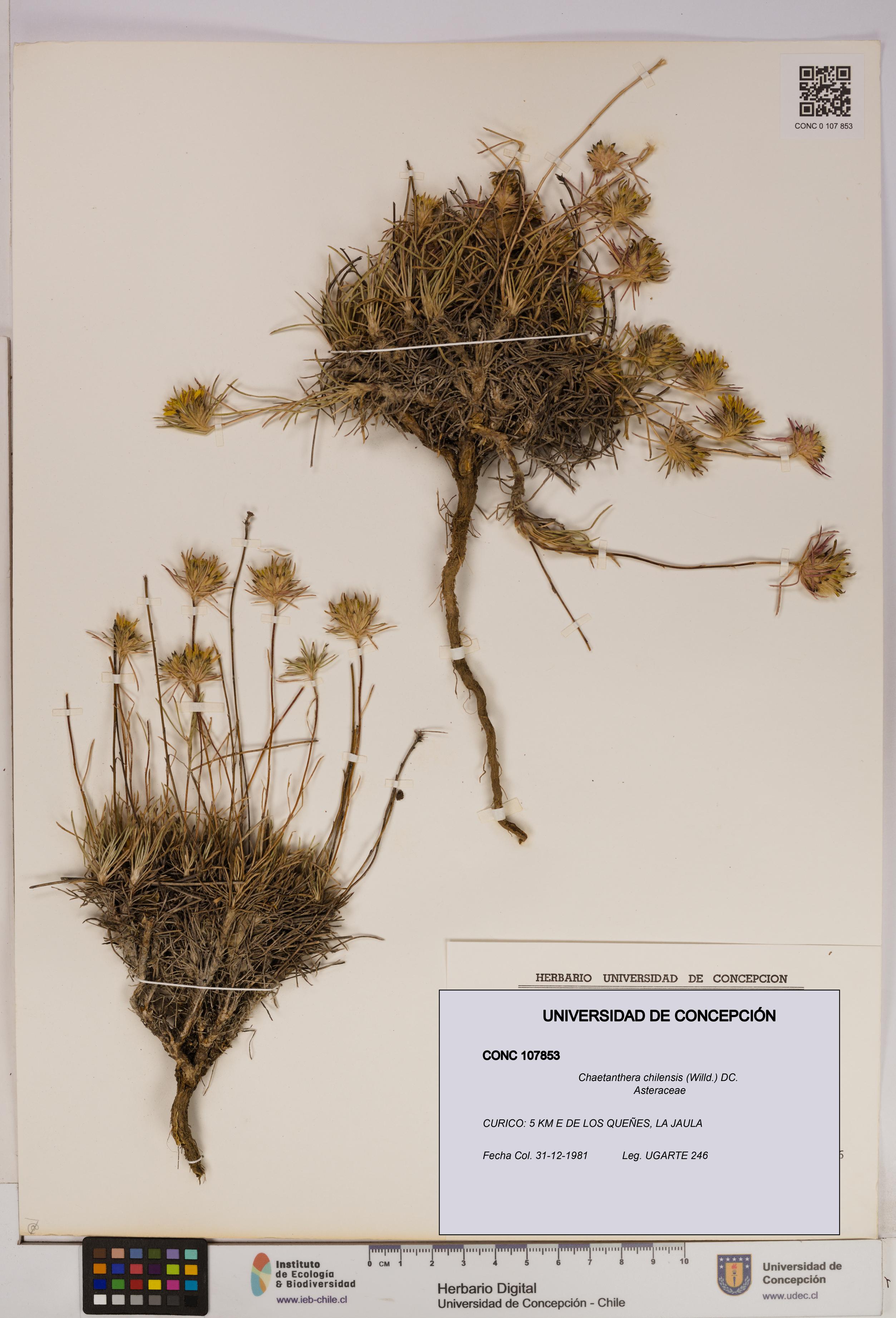 Chaetanthera chilensis [Espécimen: UDEC:CONC:0107853]