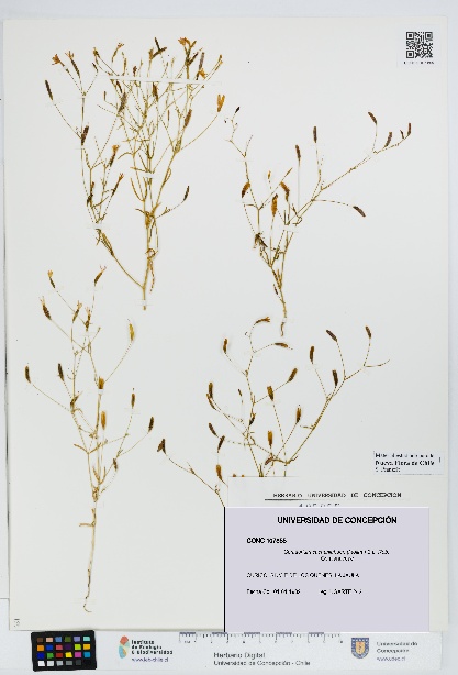 Centaurium cachanlahuen [Espécimen: UDEC:CONC:0107855]