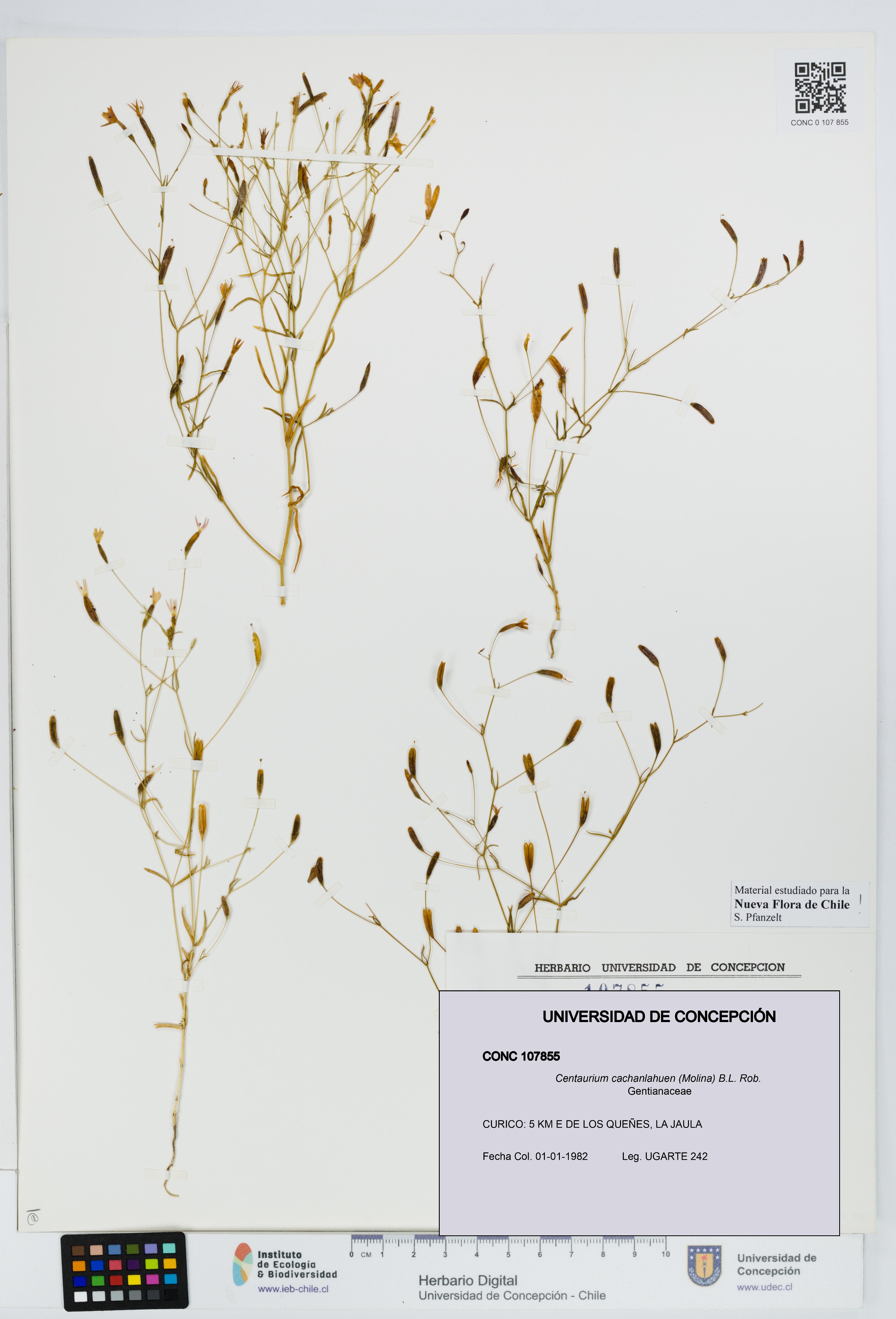 Centaurium cachanlahuen [Espécimen: UDEC:CONC:0107855]