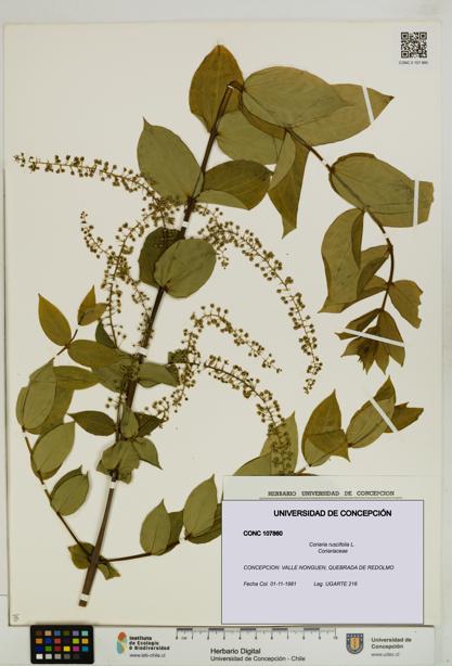Coriaria ruscifolia [Espécimen: ]