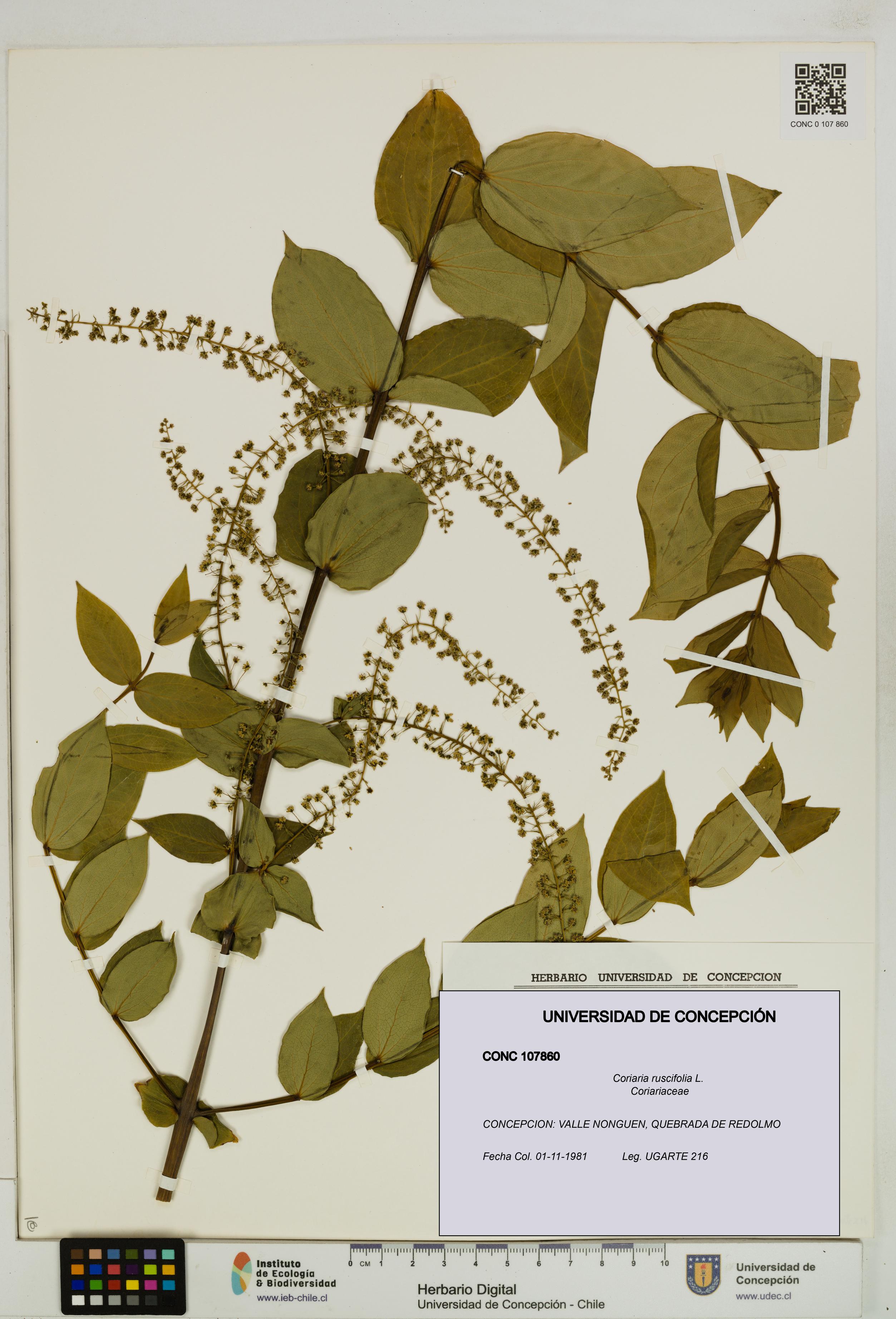 Coriaria ruscifolia [Espécimen: ]