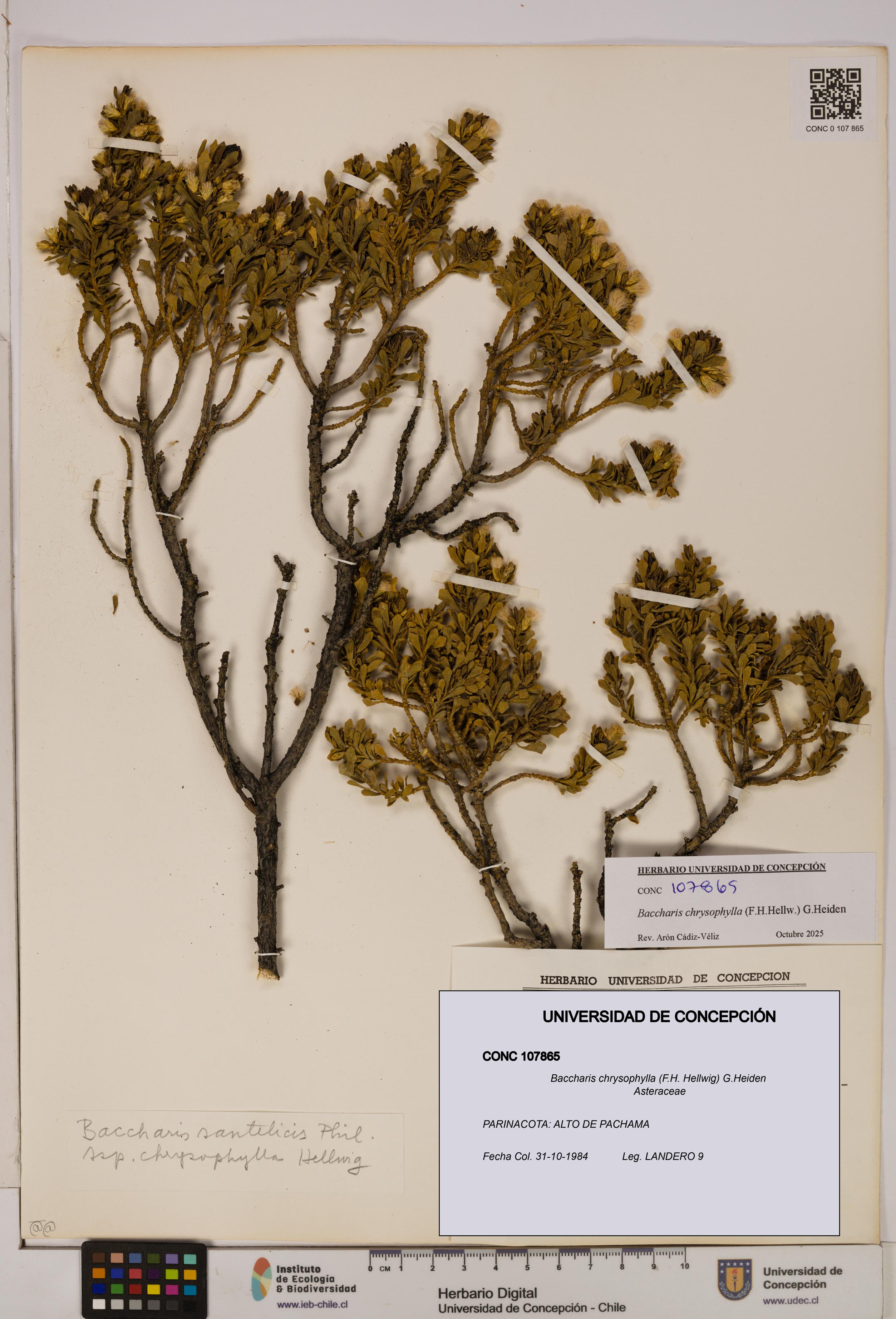Baccharis chrysophylla [Espécimen: UDEC:CONC:0107865]