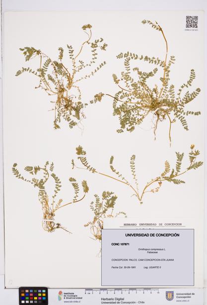 Ornithopus compressus [Espécimen: ]