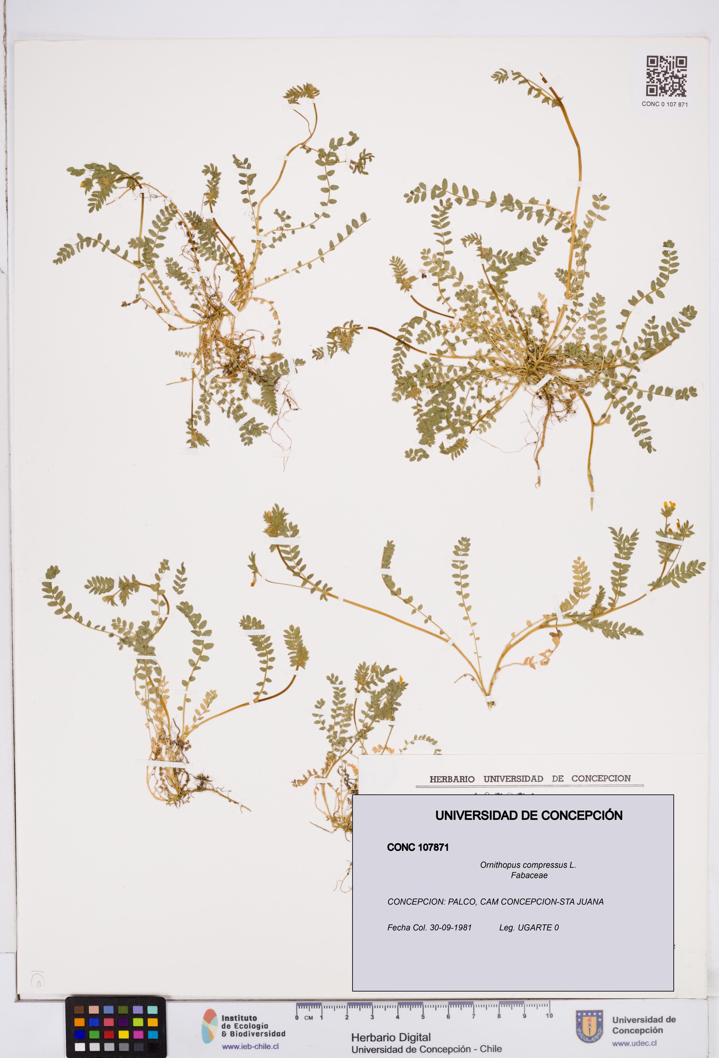 Ornithopus compressus [Espécimen: ]
