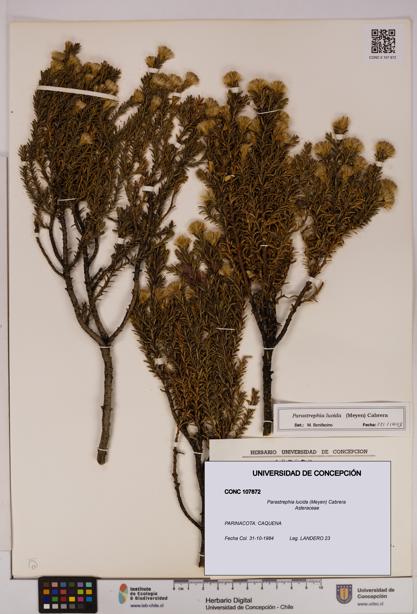 Parastrephia lucida [Espécimen: UDEC:CONC:0107872]