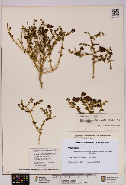 Silvaea celosioides var. altiplanica [Espécimen: UDEC:CONC:0107873]