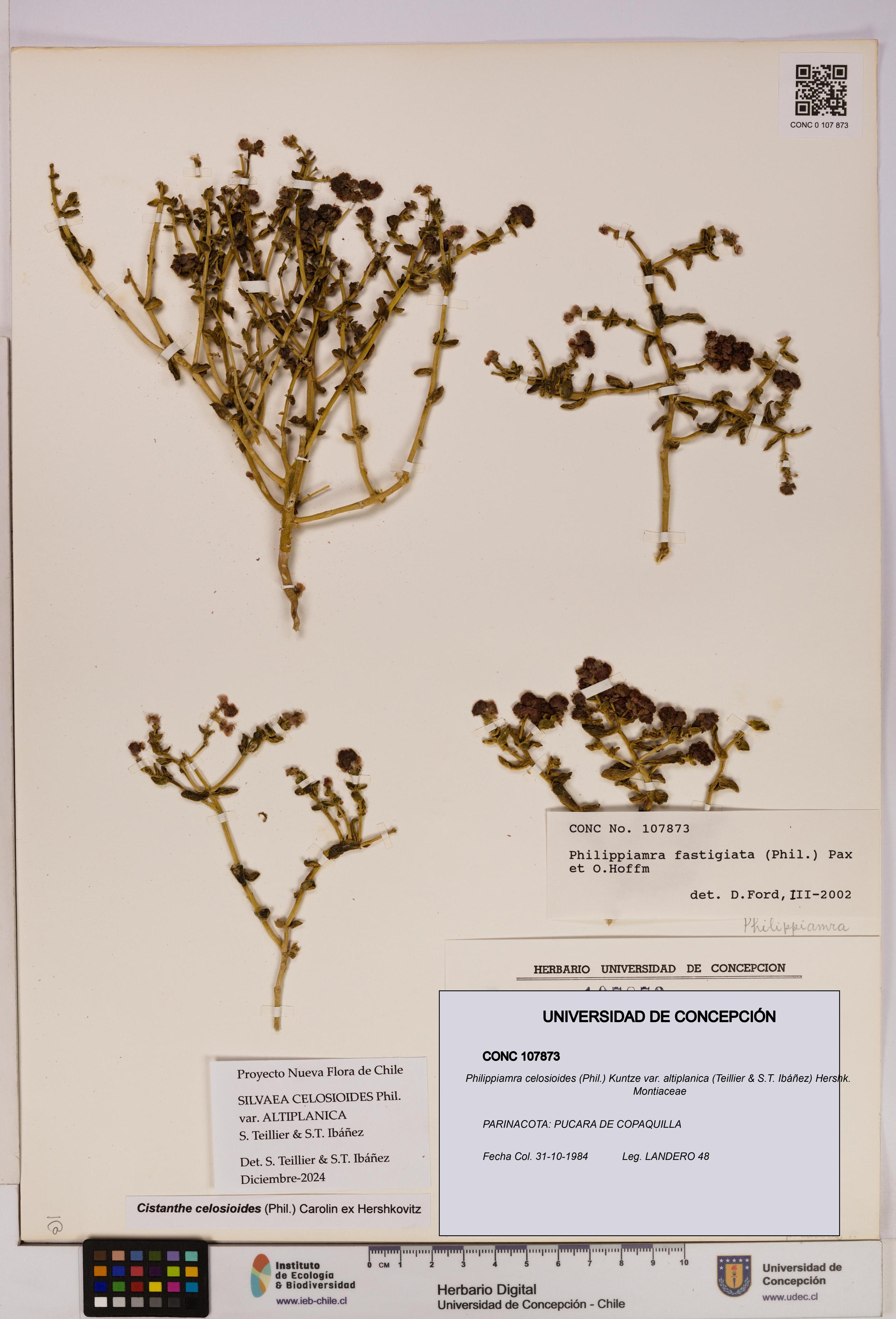 Philippiamra celosioides [Espécimen: ]