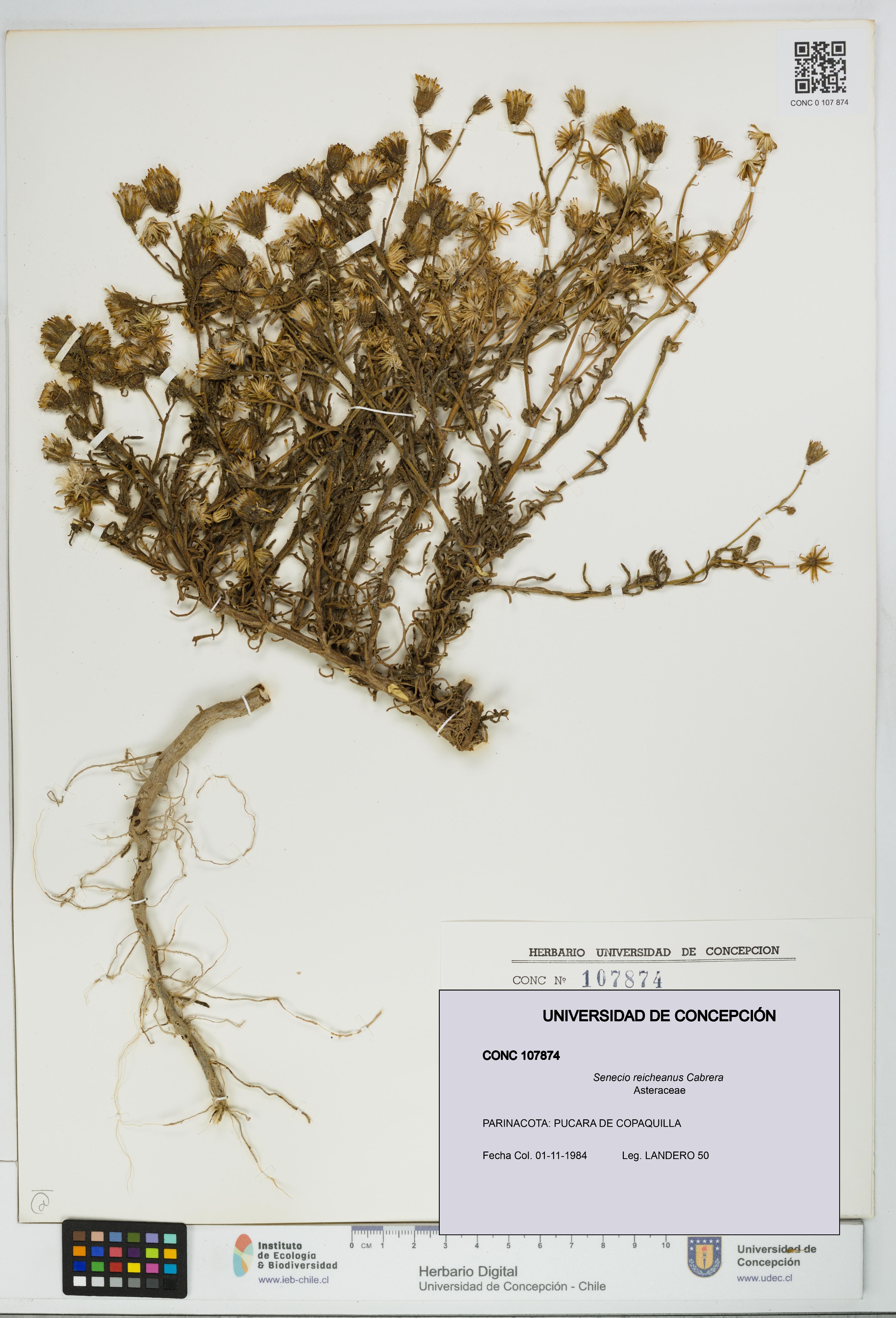 Senecio reicheanus [Espécimen: UDEC:CONC:0107874]