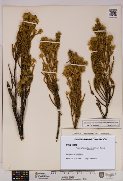Parastrephia quadrangularis [Espécimen: UDEC:CONC:0107875]