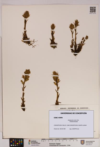 Orobanche minor [Espécimen: UDEC:CONC:0107876]