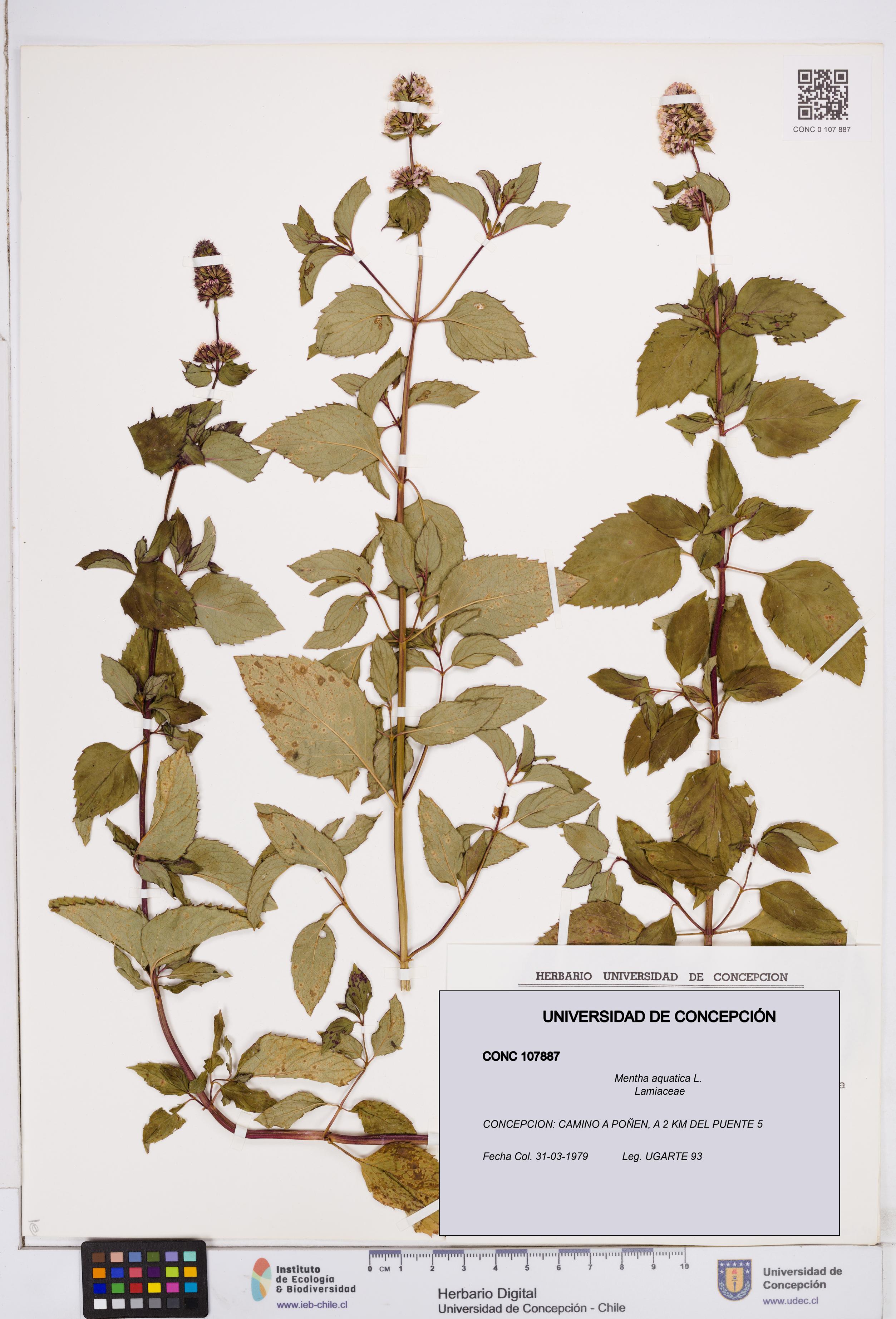 Mentha aquatica [Espécimen: ]