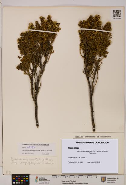 Baccharis chrysophylla [Espécimen: UDEC:CONC:0107899]