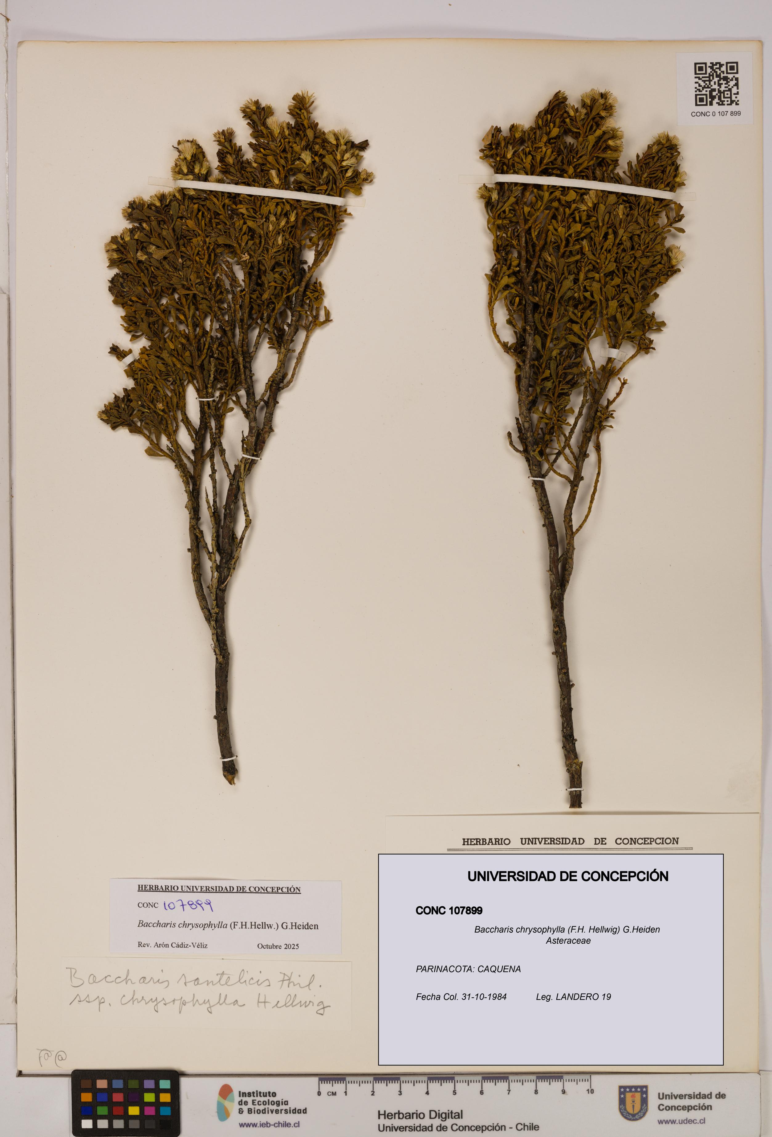 Baccharis chrysophylla [Espécimen: UDEC:CONC:0107899]