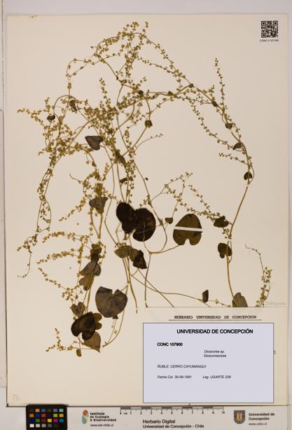 Dioscorea sp. [Espécimen: ]