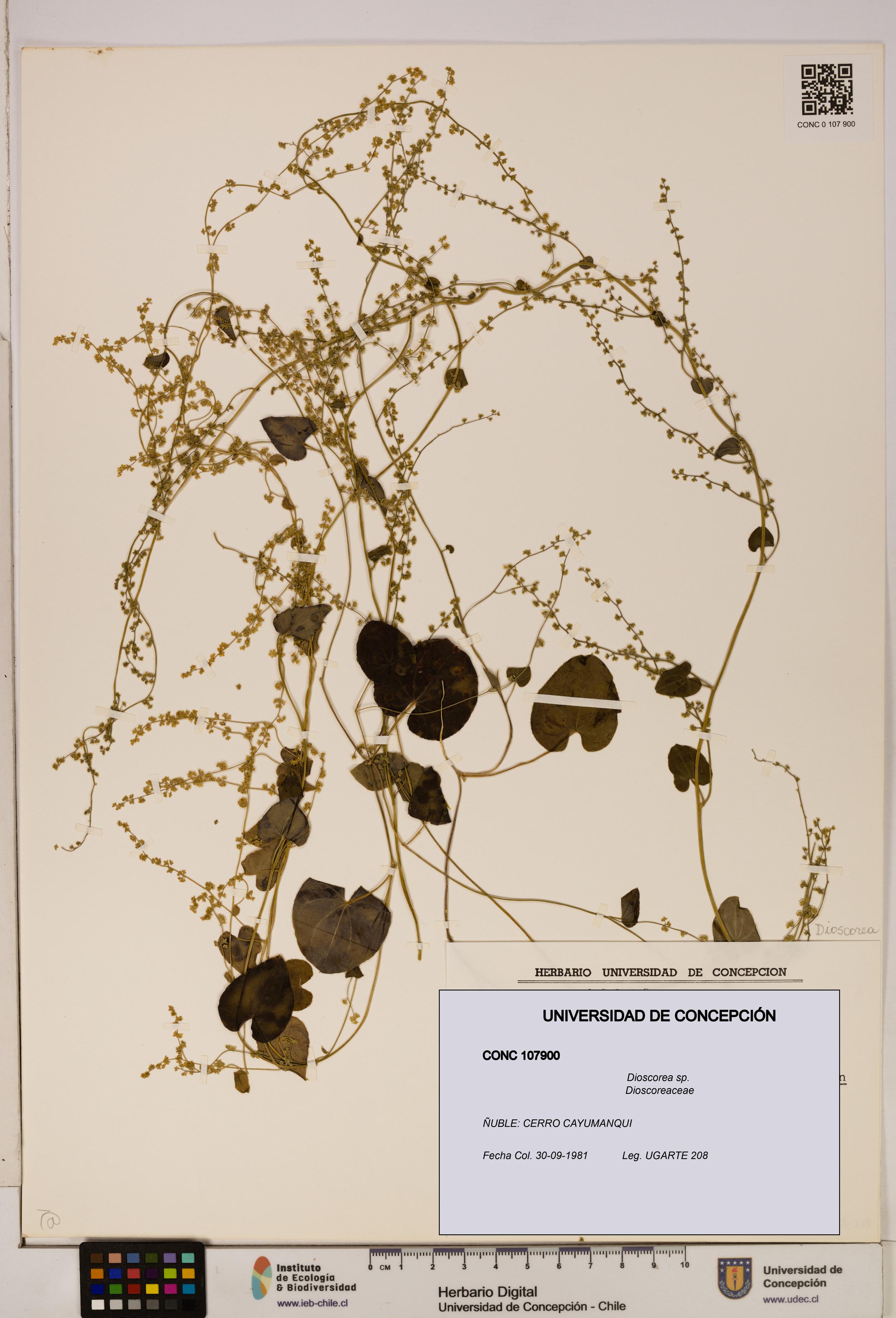 Dioscorea sp. [Espécimen: ]