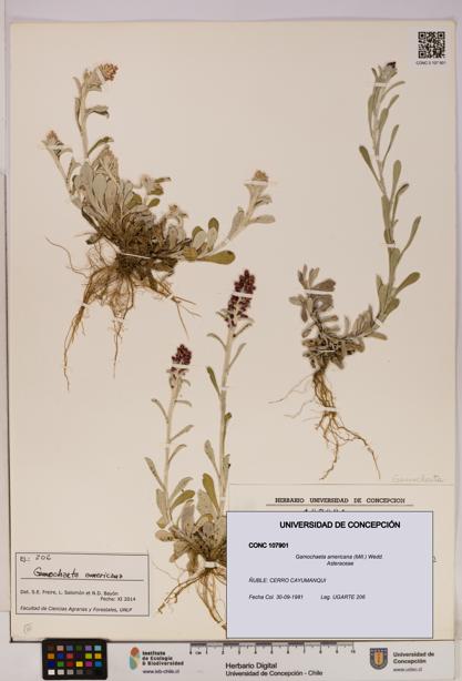 Gamochaeta americana [Espécimen: UDEC:CONC:0107901]