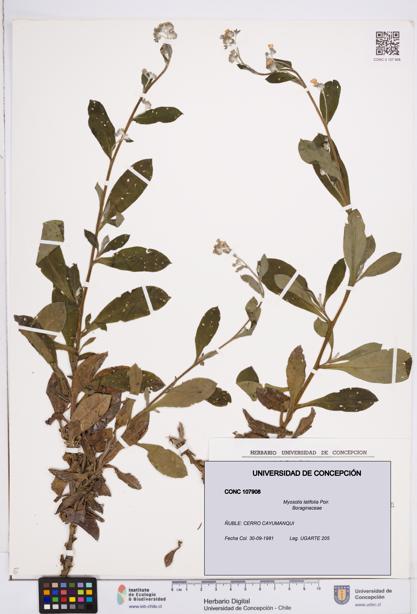 Myosotis latifolia [Espécimen: ]