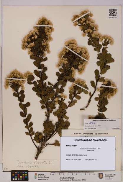 Baccharis obovata [Espécimen: UDEC:CONC:0107911]