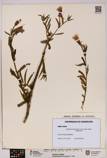 Oenothera stricta subsp. stricta [Espécimen: UDEC:CONC:0107914]