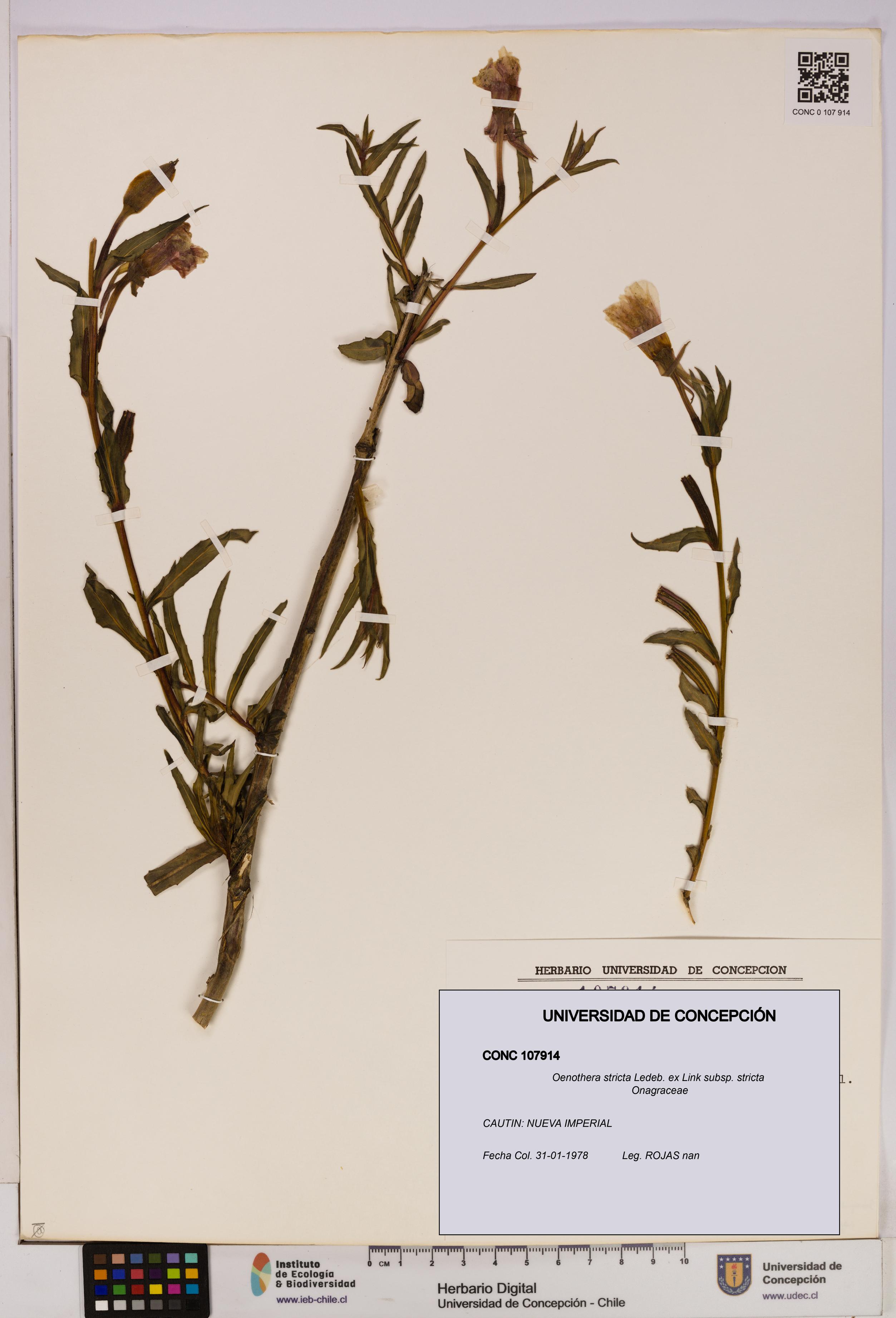 Oenothera stricta subsp. stricta [Espécimen: UDEC:CONC:0107914]