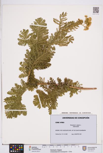 Tanacetum vulgare [Espécimen: ]