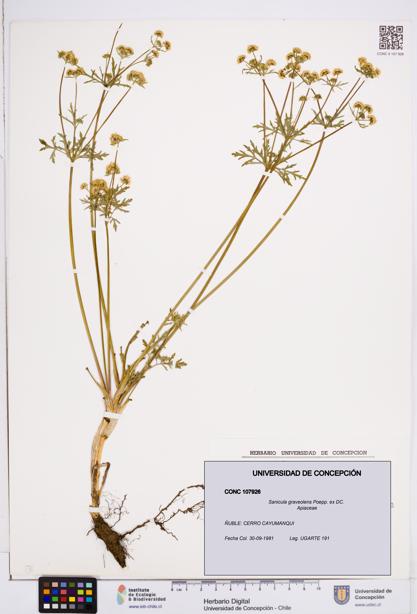 Sanicula graveolens [Espécimen: ]