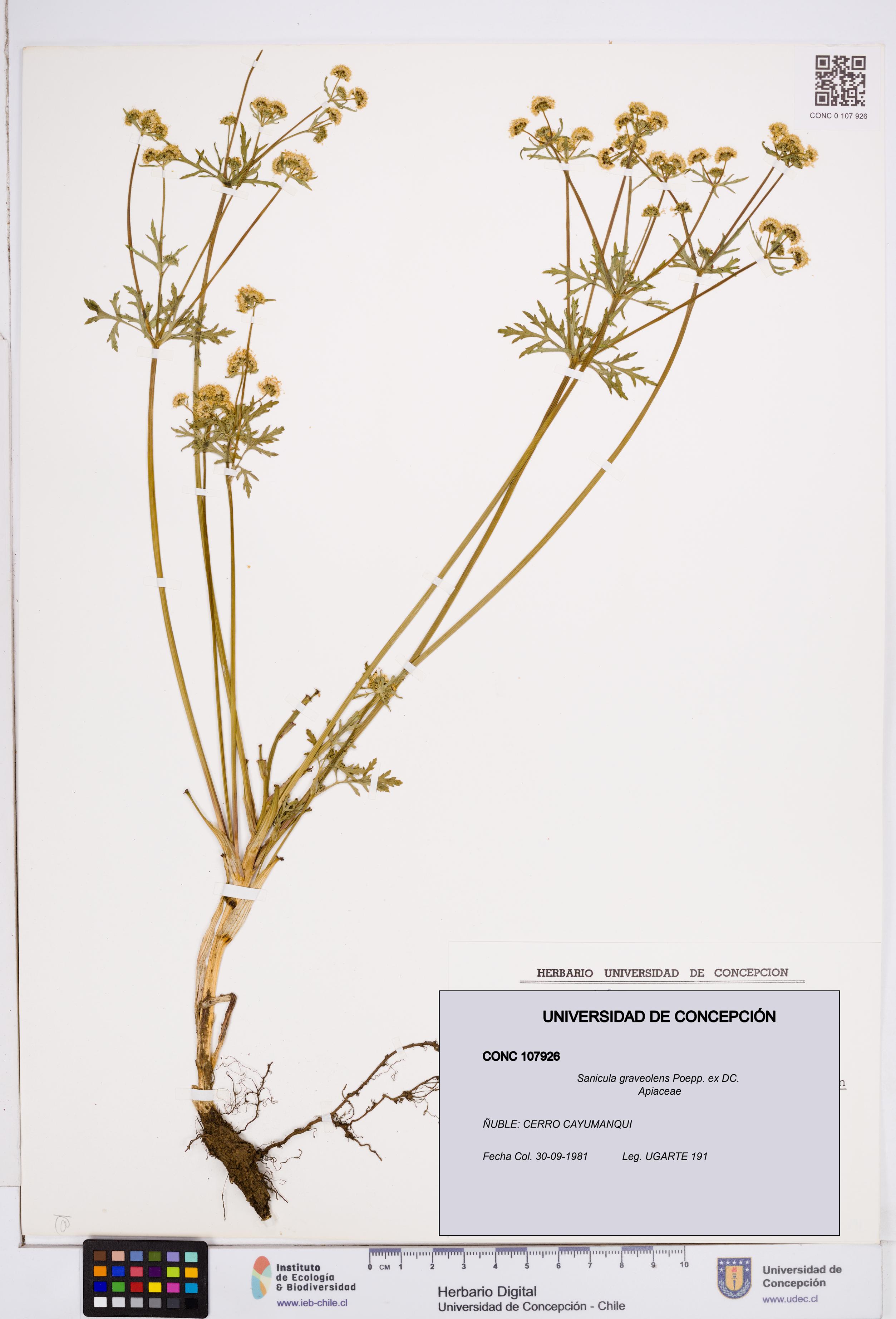Sanicula graveolens [Espécimen: ]