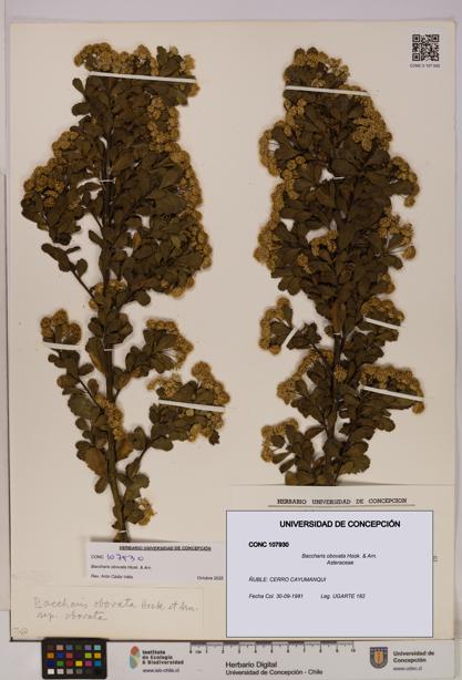 Baccharis obovata [Espécimen: UDEC:CONC:0107930]
