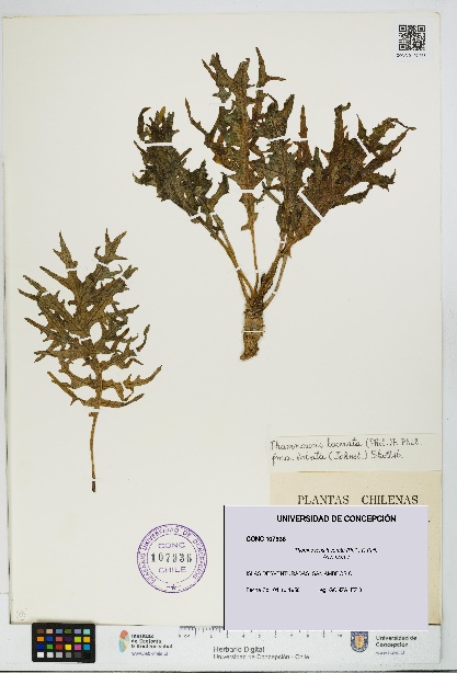 Thamnoseris lacerata [Espécimen: UDEC:CONC:0107936]