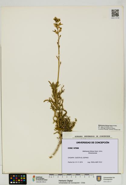Mathewsia foliosa [Espécimen: UDEC:CONC:0107938]