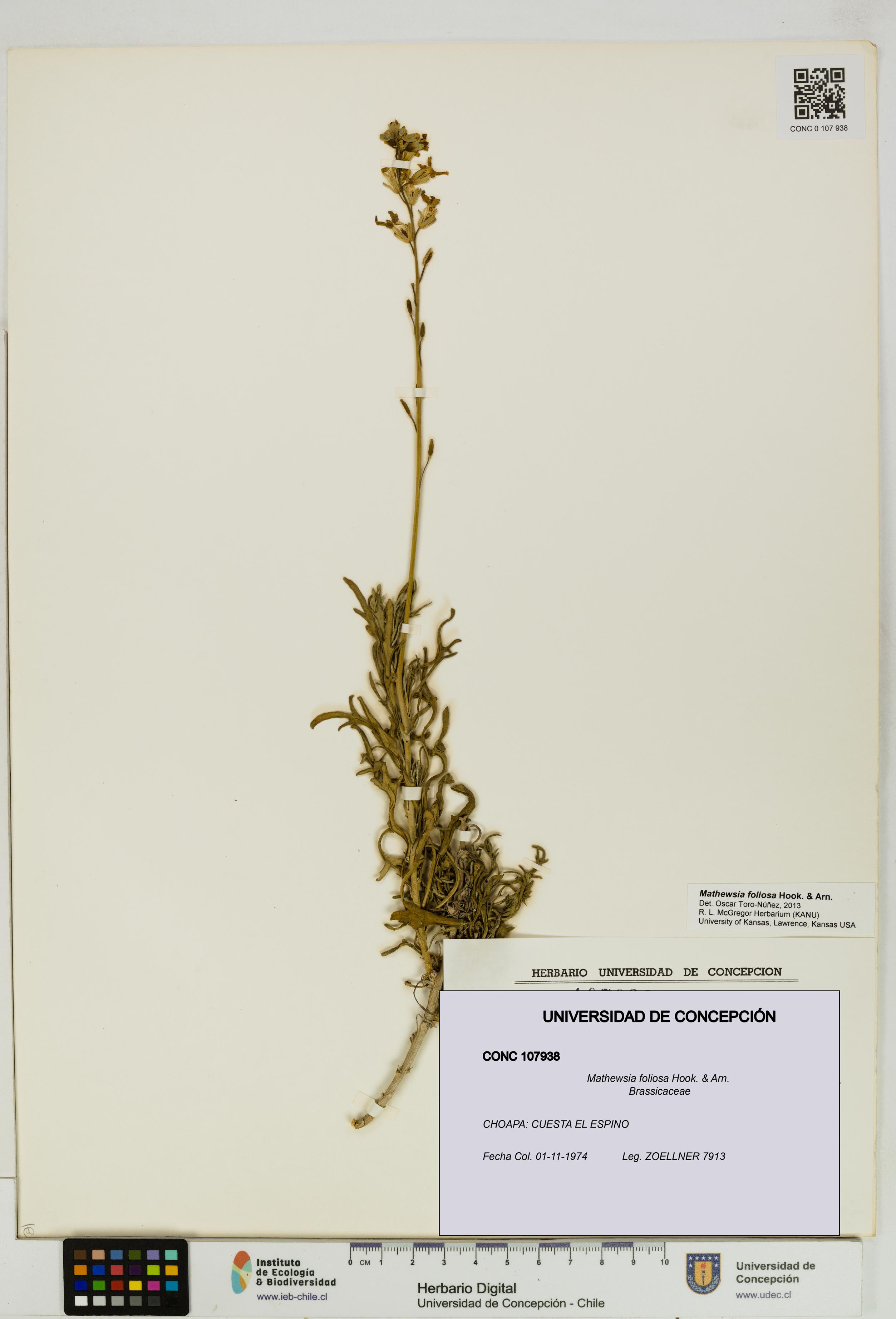 Mathewsia foliosa [Espécimen: UDEC:CONC:0107938]