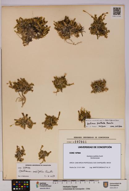 Gentiana sedifolia [Espécimen: UDEC:CONC:0107944]