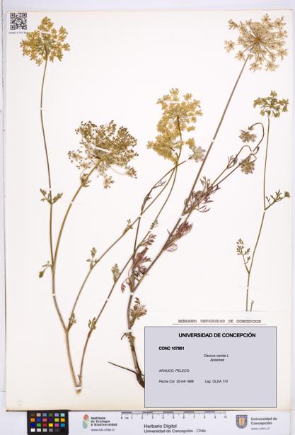 Daucus carota [Espécimen: ]