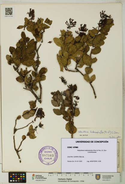 Notanthera heterophylla [Espécimen: UDEC:CONC:0107963]