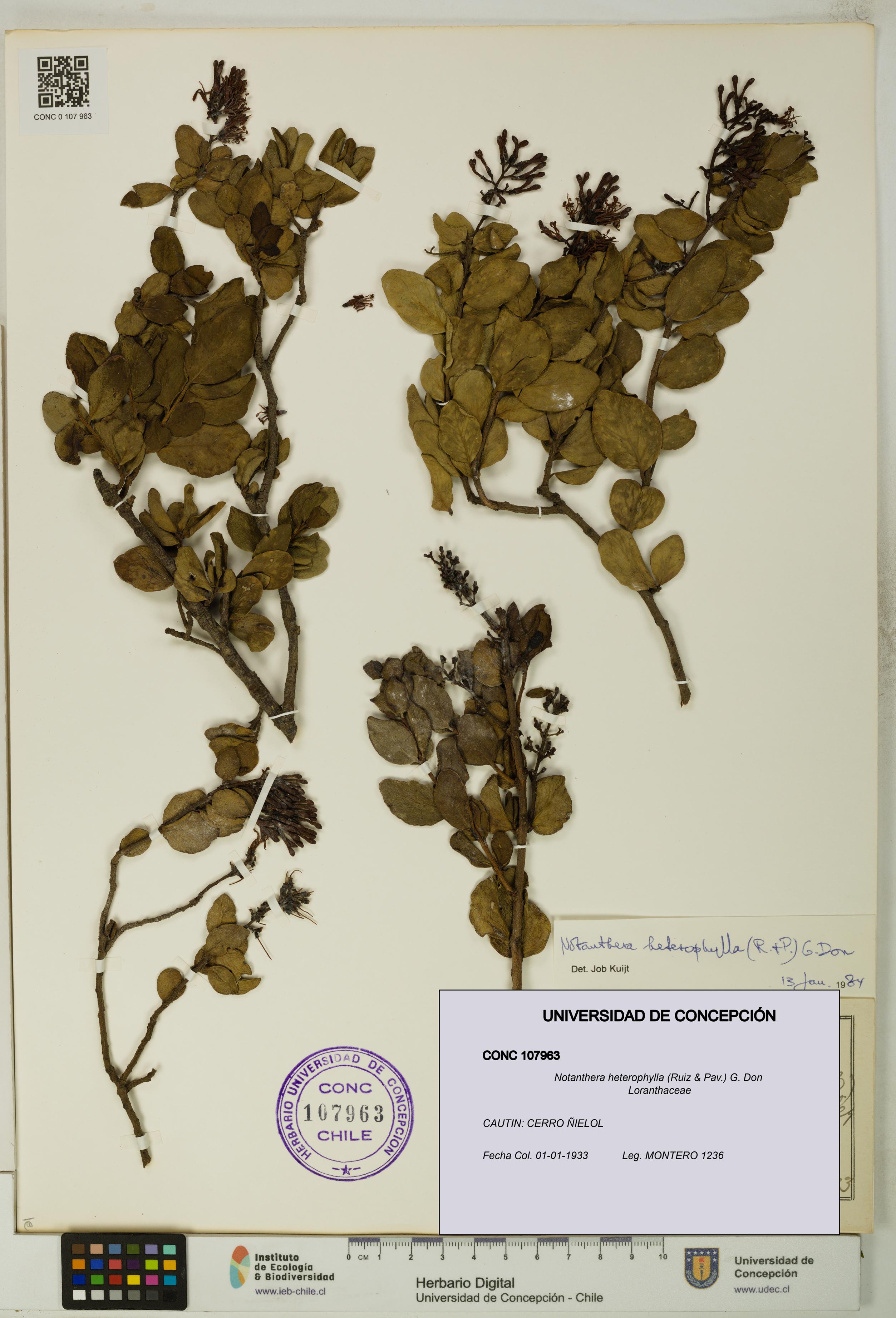 Notanthera heterophylla [Espécimen: UDEC:CONC:0107963]