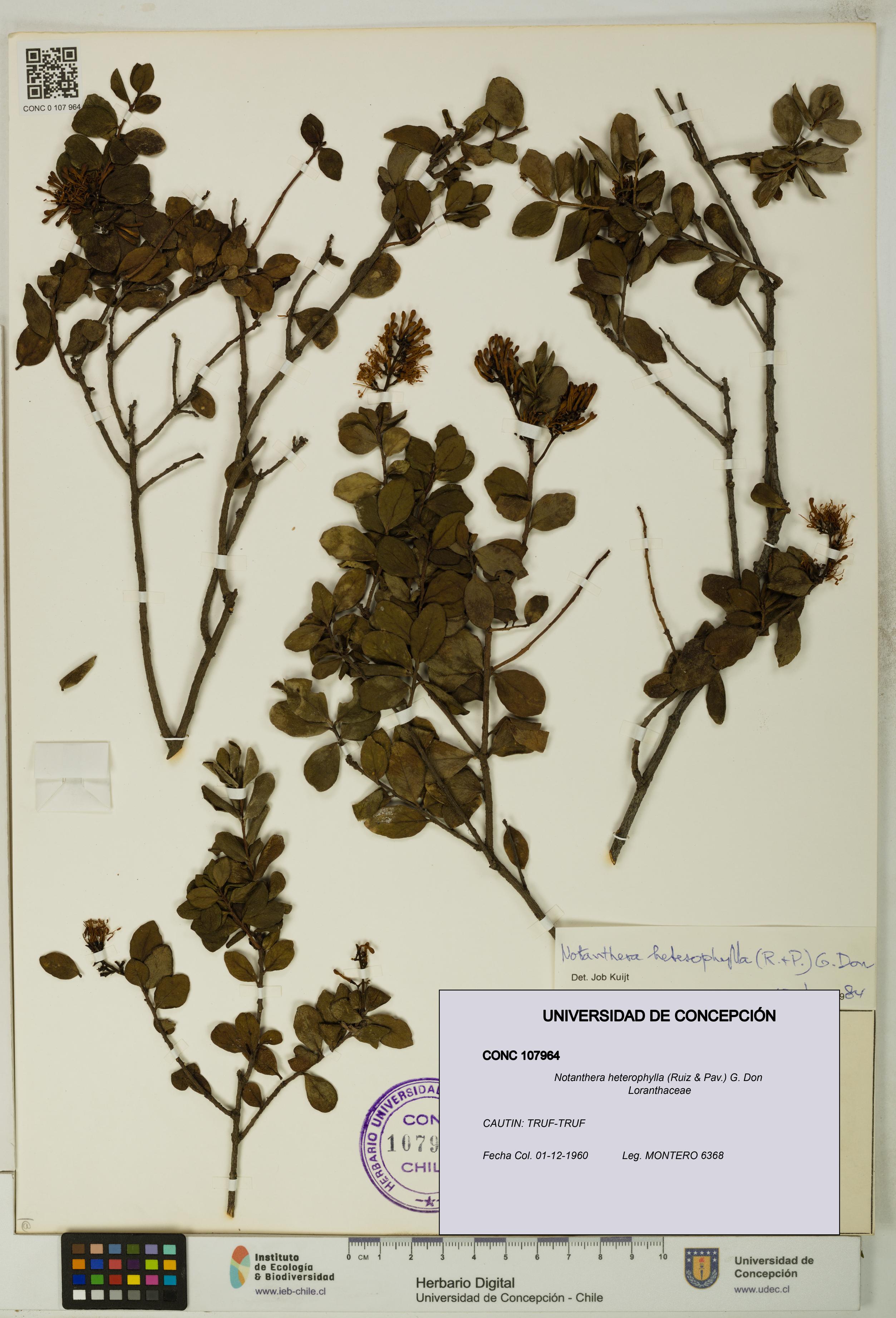 Notanthera heterophylla [Espécimen: UDEC:CONC:0107964]