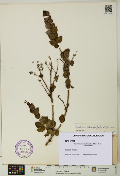 Notanthera heterophylla [Espécimen: UDEC:CONC:0107965]