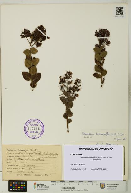 Notanthera heterophylla [Espécimen: UDEC:CONC:0107966]