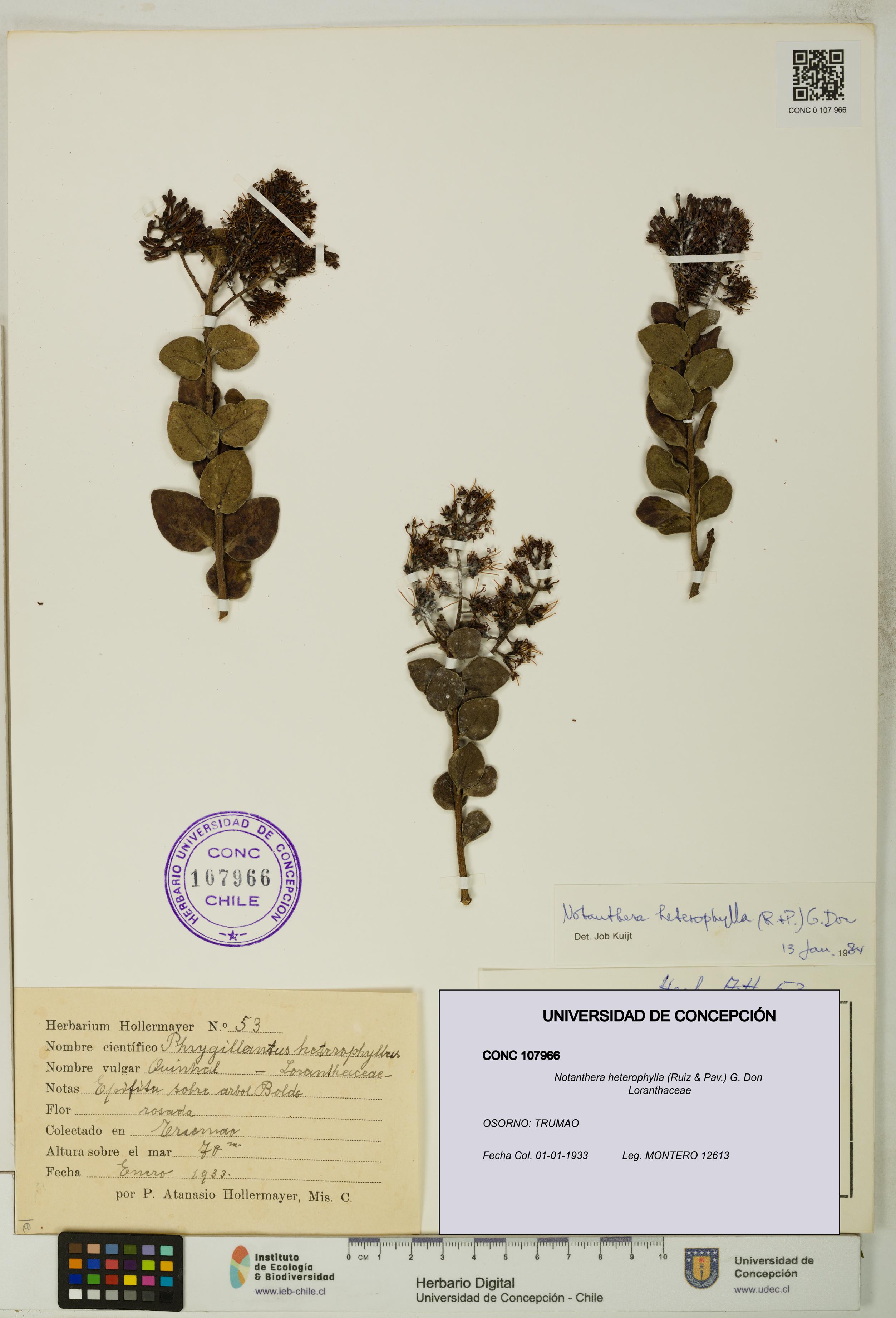 Notanthera heterophylla [Espécimen: UDEC:CONC:0107966]