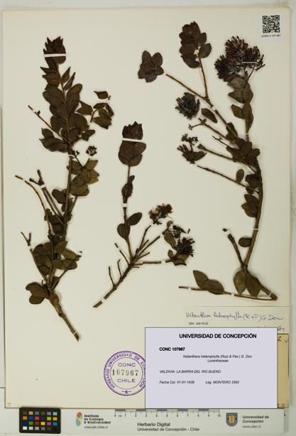 Notanthera heterophylla [Espécimen: UDEC:CONC:0107967]