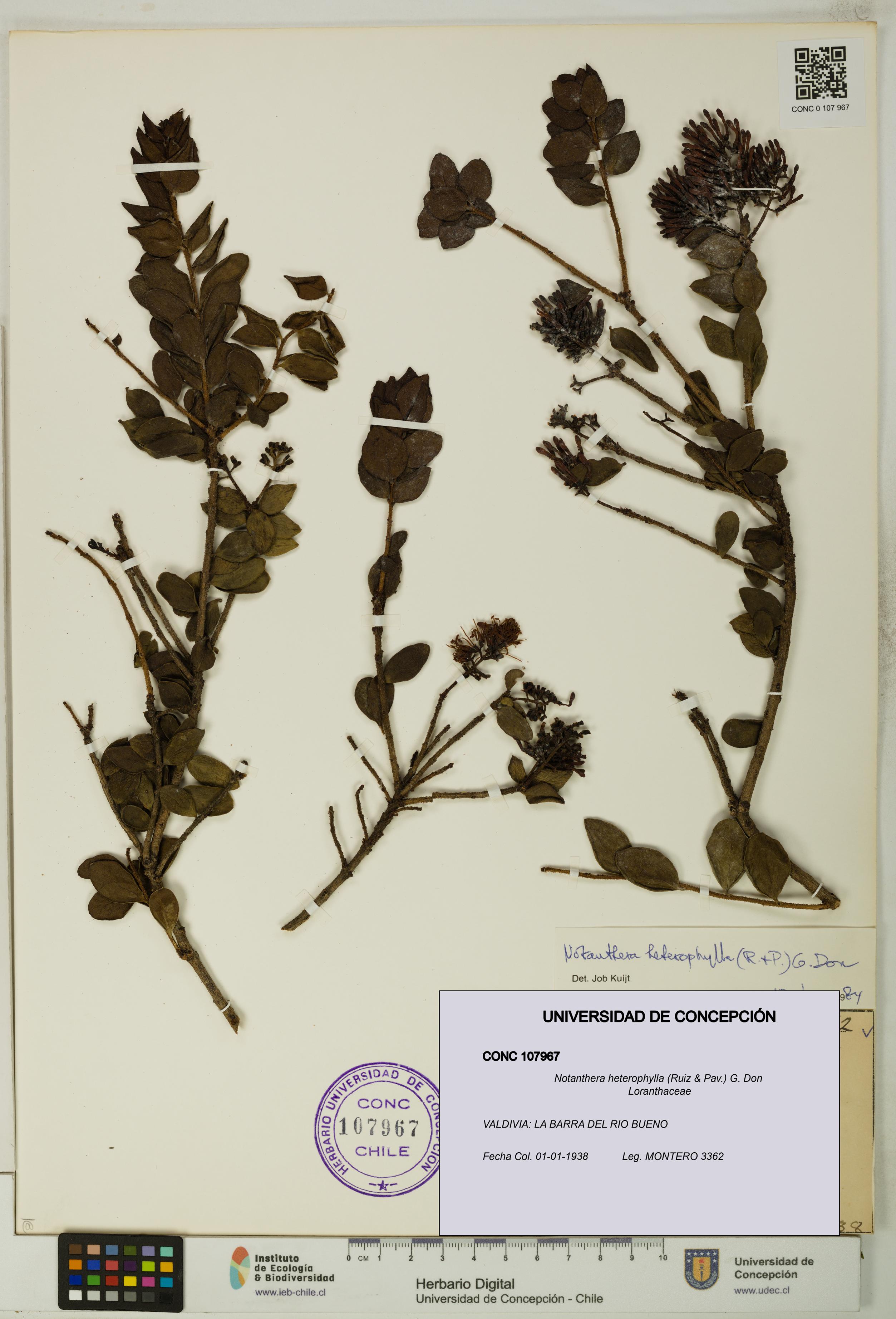 Notanthera heterophylla [Espécimen: UDEC:CONC:0107967]